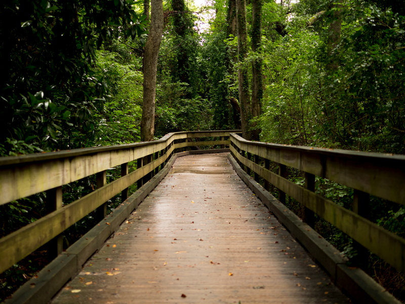 can fly but cant walk across foot bridge_3